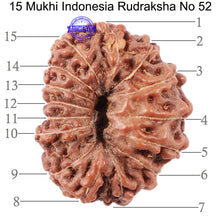 Load image into Gallery viewer, 15 Mukhi Indonesian Rudraksha - Bead No. 52
