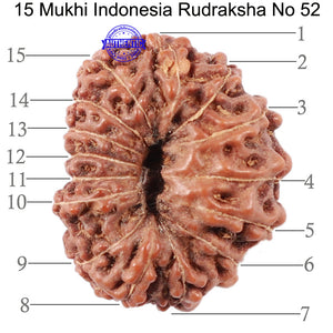15 Mukhi Indonesian Rudraksha - Bead No. 52