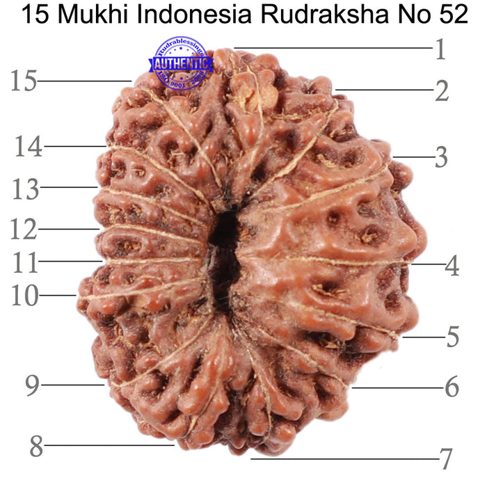 15 Mukhi Indonesian Rudraksha - Bead No. 52