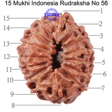 Load image into Gallery viewer, 15 Mukhi Indonesian Rudraksha - Bead No. 56
