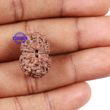 Load image into Gallery viewer, 15 Mukhi Indonesian Rudraksha - Bead No. 5
