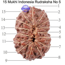 Load image into Gallery viewer, 15 Mukhi Indonesian Rudraksha - Bead No. 5

