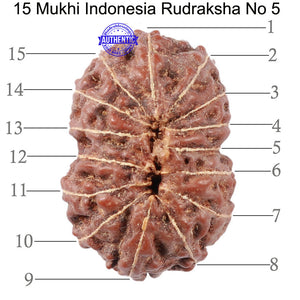 15 Mukhi Indonesian Rudraksha - Bead No. 5