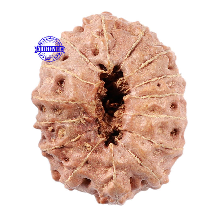 15 Mukhi Indonesian Rudraksha - Bead No. 8