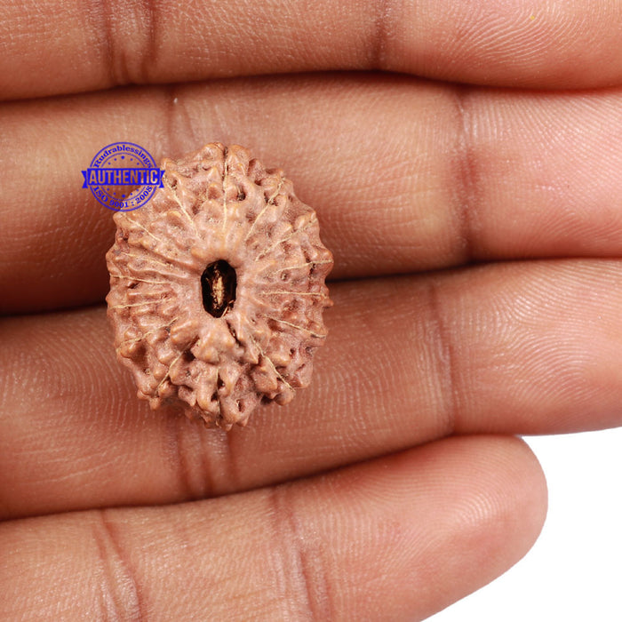 15 Mukhi Indonesian Rudraksha - Bead No. 8