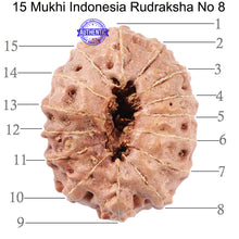 Load image into Gallery viewer, 15 Mukhi Indonesian Rudraksha - Bead No. 8
