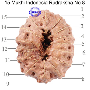 15 Mukhi Indonesian Rudraksha - Bead No. 8