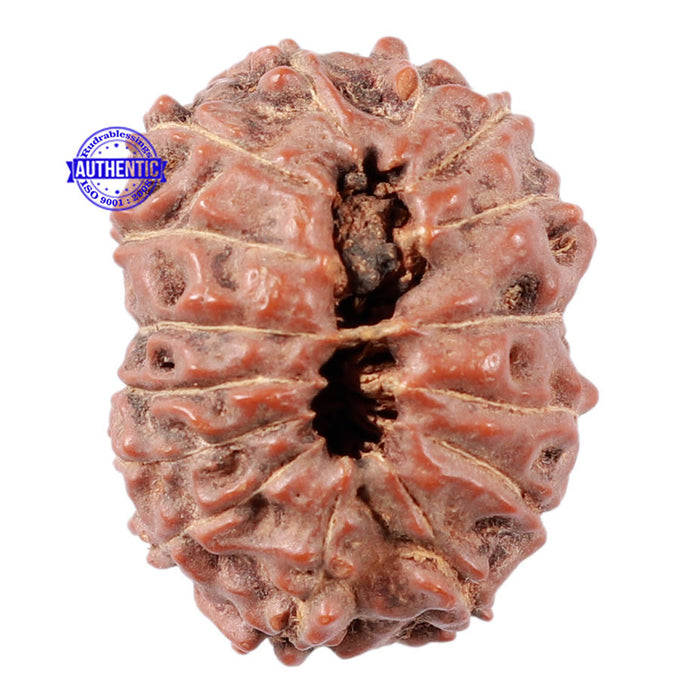 15 Mukhi Indonesian Rudraksha - Bead No. 9