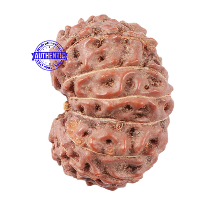 15 Mukhi Indonesian Rudraksha - Bead No. 9