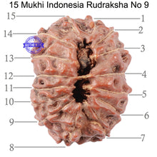 Load image into Gallery viewer, 15 Mukhi Indonesian Rudraksha - Bead No. 9
