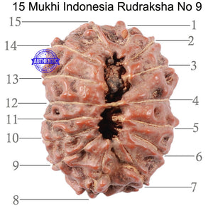 15 Mukhi Indonesian Rudraksha - Bead No. 9