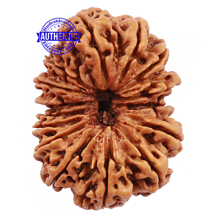 15 Mukhi Rudraksha from Nepal - Bead No. 30