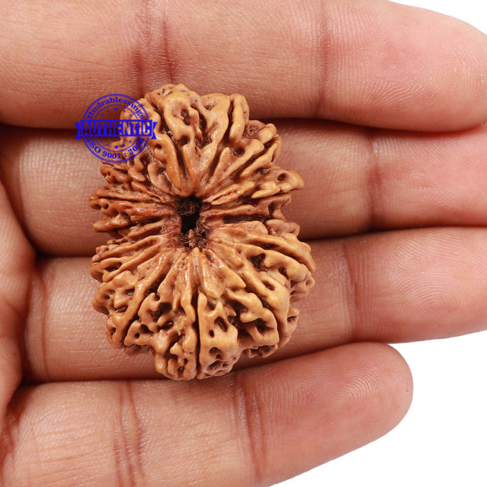 15 Mukhi Rudraksha from Nepal - Bead No. 30