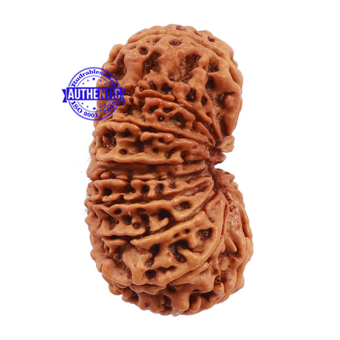 15 Mukhi Rudraksha from Nepal - Bead No. 30