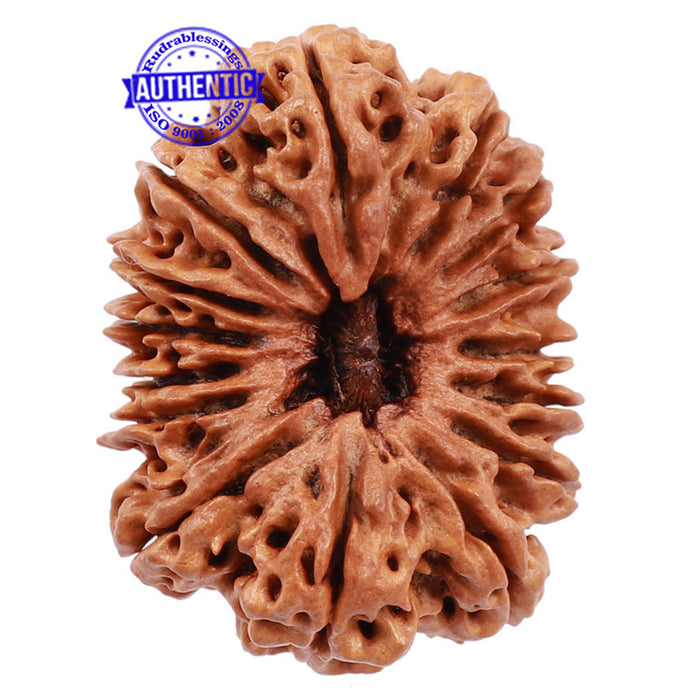 15 Mukhi Rudraksha from Nepal - Bead No. 31