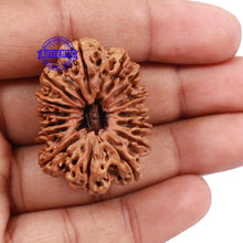 Load image into Gallery viewer, 15 Mukhi Rudraksha from Nepal - Bead No. 31
