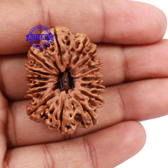 15 Mukhi Rudraksha from Nepal - Bead No. 31