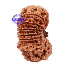 Load image into Gallery viewer, 15 Mukhi Rudraksha from Nepal - Bead No. 31

