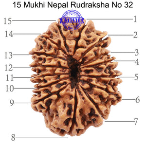 15 Mukhi Rudraksha from Nepal - Bead No. 32