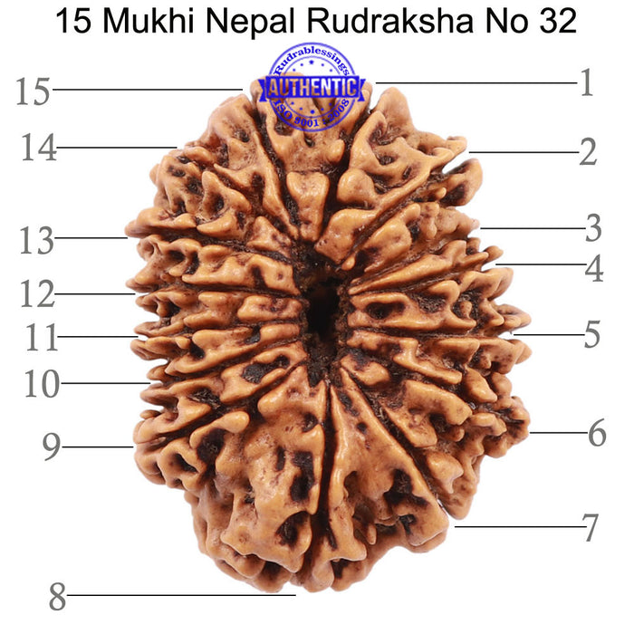 15 Mukhi Rudraksha from Nepal - Bead No. 32