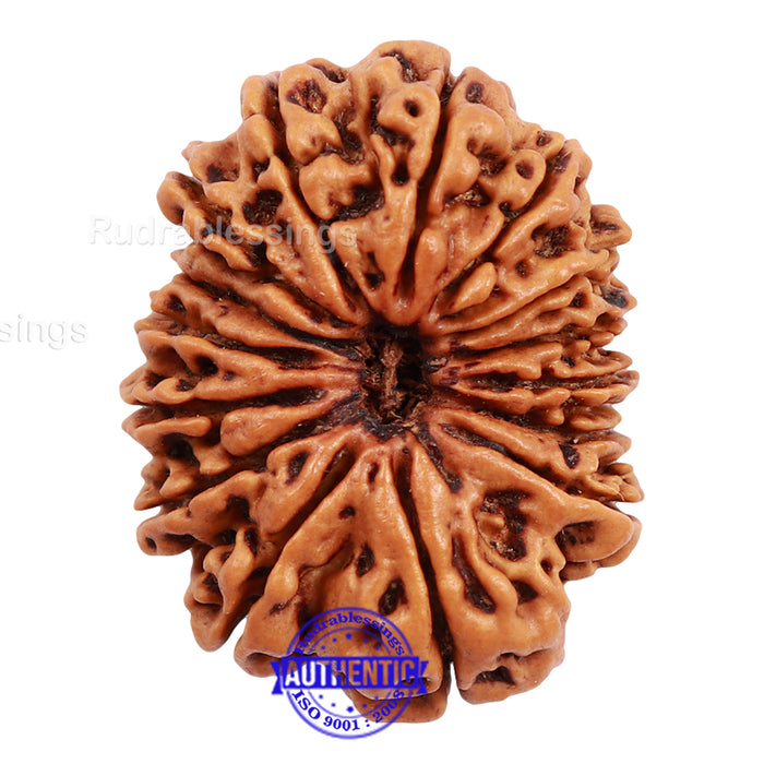 15 Mukhi Rudraksha from Nepal - Bead No. 32