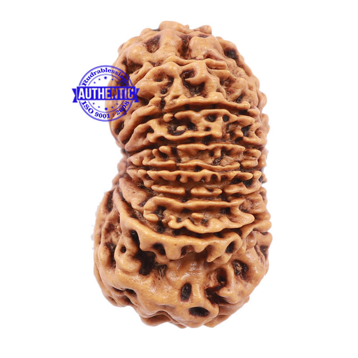 15 Mukhi Rudraksha from Nepal - Bead No. 32