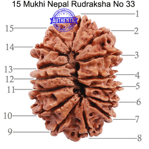 15 Mukhi Rudraksha from Nepal - Bead No. 33