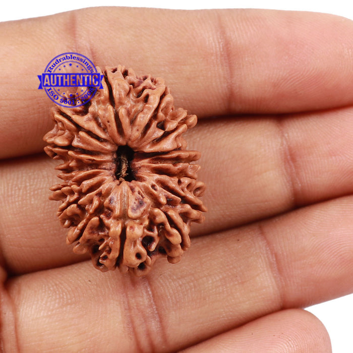 15 Mukhi Rudraksha from Nepal - Bead No. 33