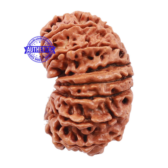 15 Mukhi Rudraksha from Nepal - Bead No. 33