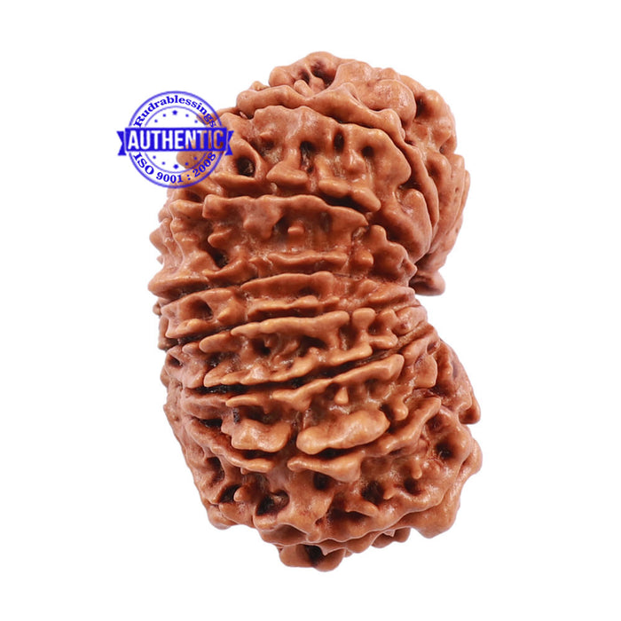 15 Mukhi Rudraksha from Nepal - Bead No. 33