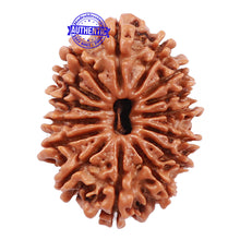 Load image into Gallery viewer, 15 Mukhi Rudraksha from Nepal - Bead No. 35
