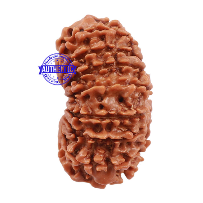 15 Mukhi Rudraksha from Nepal - Bead No. 35