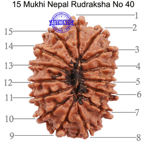15 Mukhi Rudraksha from Nepal - Bead No. 40