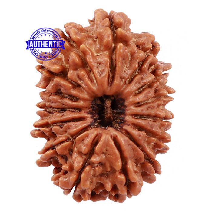 15 Mukhi Rudraksha from Nepal - Bead No. 40