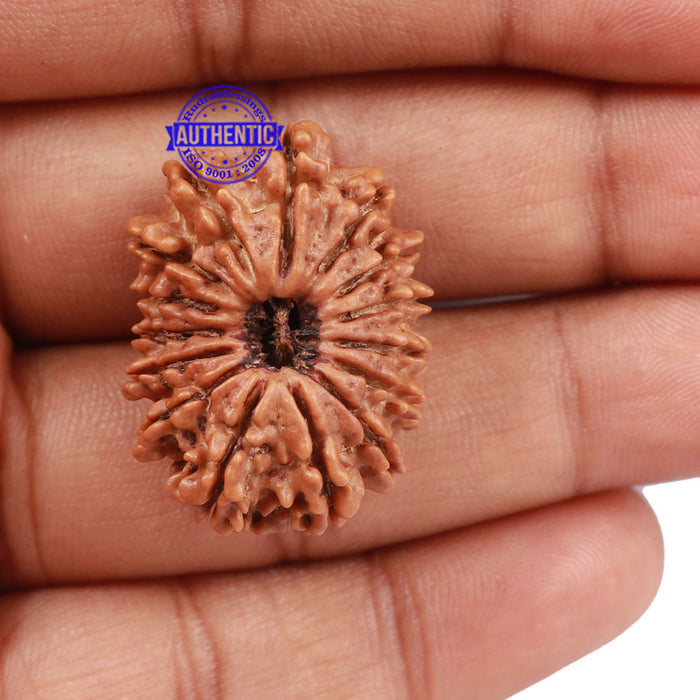 15 Mukhi Rudraksha from Nepal - Bead No. 40