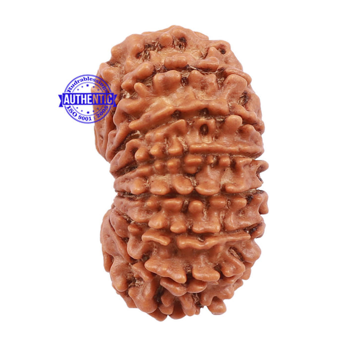 15 Mukhi Rudraksha from Nepal - Bead No. 40