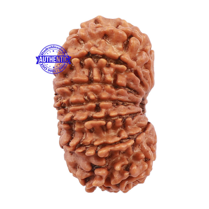15 Mukhi Rudraksha from Nepal - Bead No. 40