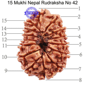 15 Mukhi Rudraksha from Nepal - Bead No. 42