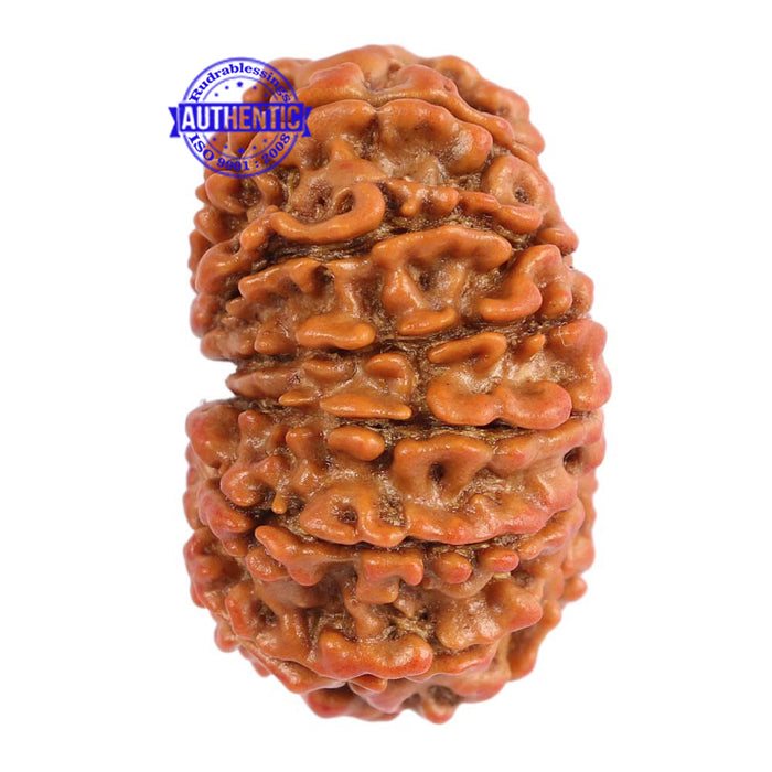 15 Mukhi Rudraksha from Nepal - Bead No. 28