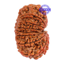 Load image into Gallery viewer, 15 Mukhi Rudraksha from Nepal - Bead No. 28
