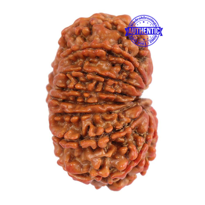 15 Mukhi Rudraksha from Nepal - Bead No. 28