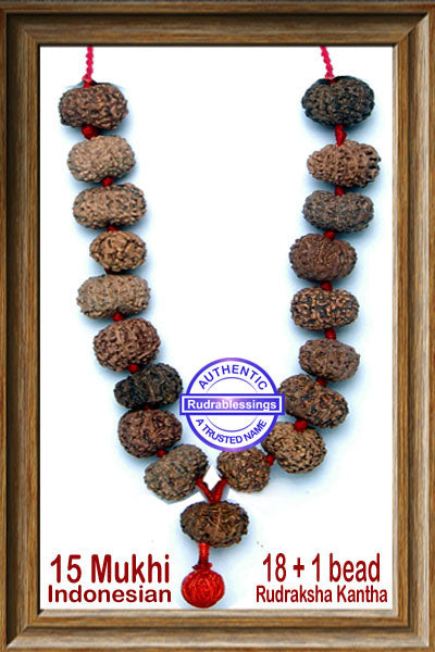 15 mukhi Rudraksha Wrist Mala (18+1 beads)