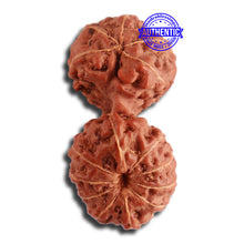 Load image into Gallery viewer, 15 Mukhi Indonesian Gaurishankar Rudraksha - Bead No. 248
