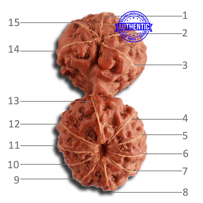 15 Mukhi Indonesian Gaurishankar Rudraksha - Bead No. 248