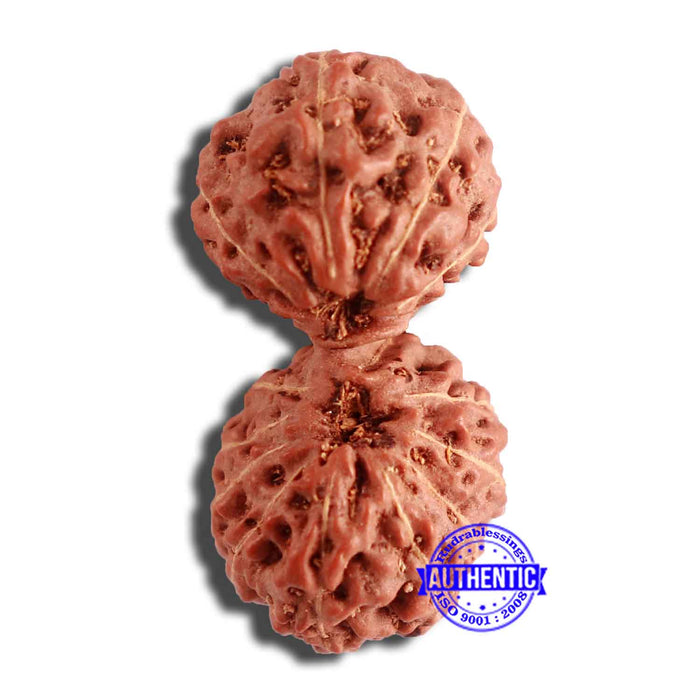15 Mukhi Indonesian Gaurishankar Rudraksha - Bead No. 248
