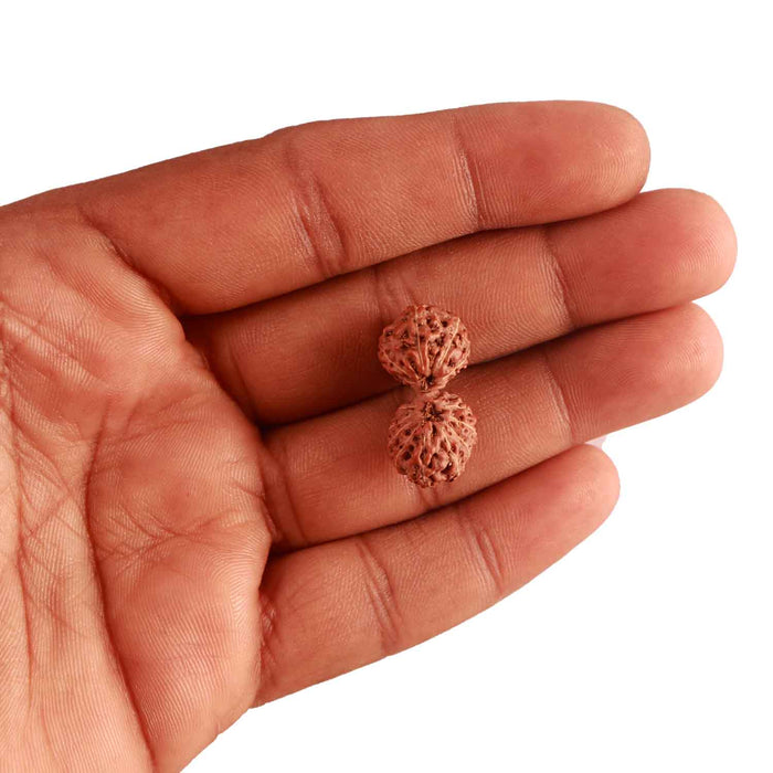 15 Mukhi Indonesian Gaurishankar Rudraksha - Bead No. 248