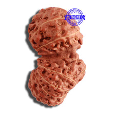 Load image into Gallery viewer, 15 Mukhi Indonesian Gaurishankar Rudraksha - Bead No. 248
