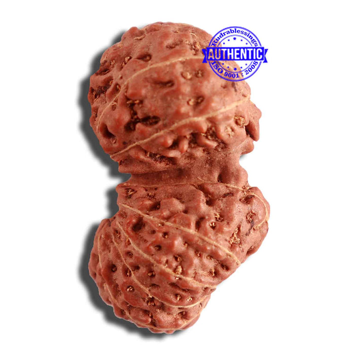 15 Mukhi Indonesian Gaurishankar Rudraksha - Bead No. 248