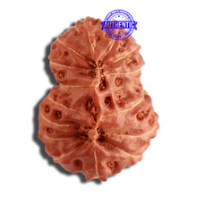 Load image into Gallery viewer, 15 Mukhi Indonesian Gaurishankar Rudraksha - Bead No. 249
