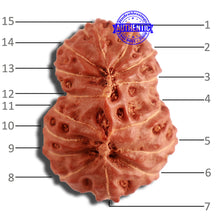 Load image into Gallery viewer, 15 Mukhi Indonesian Gaurishankar Rudraksha - Bead No. 249

